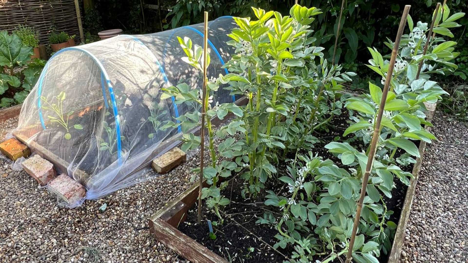 Growing Broad Beans